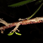 Erik Koşnili Nedir? Zararları Ve Mücadele Yöntemleri