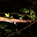 Erik Koşnili Nedir? Zararları Ve Mücadele Yöntemleri