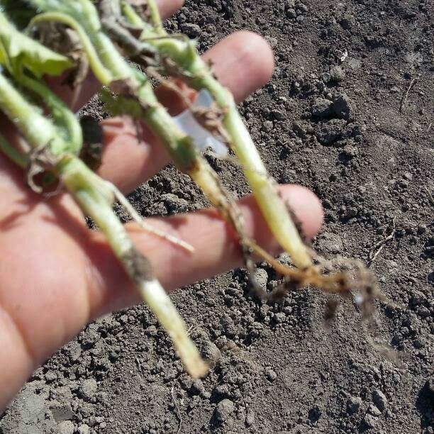 Domates Mildiyösü Hastalığı Belirtileri, Nedenleri Ve Mücadelesi