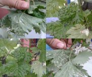 Bağ Yaprak Uyuzu Nedir? Zararları Ve Mücadele Yöntemleri