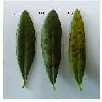 Zeytin Halkalı Leke Hastalığı Belirtileri, Nedenleri Ve Mücadelesi