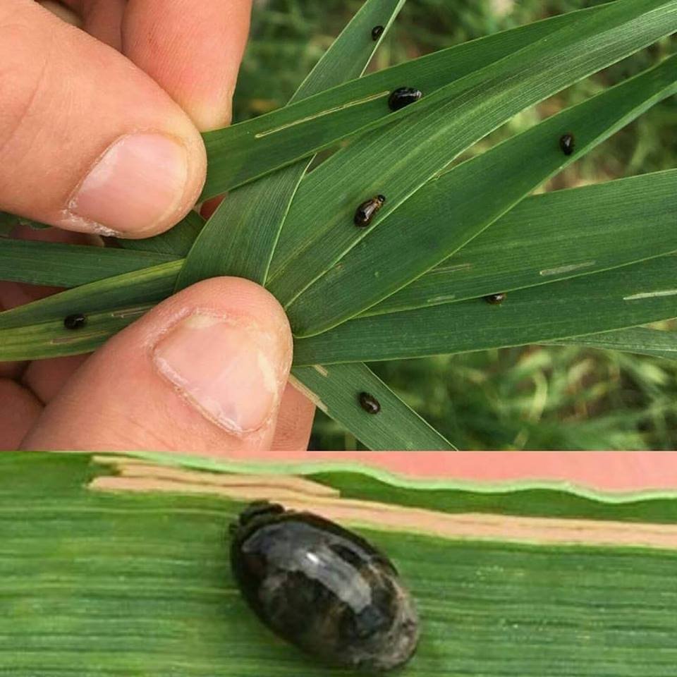 Ekin Yaprak Sülüğü Nedir? Zararları Ve Mücadele Yöntemleri