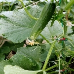 Sebzelerde Thrips Zararı Nelerdir?