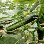 Sebzelerde Thrips Zararı Nelerdir?