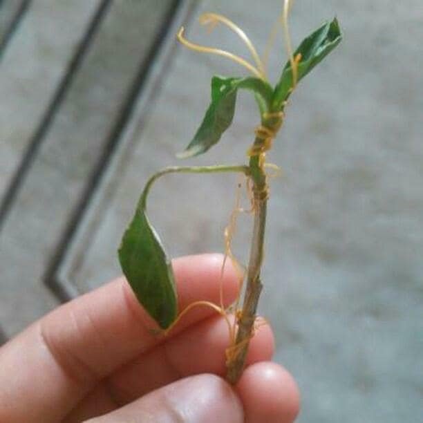 Küçük Tohumlu Yonca Küskütü (Cuscuta Approximata Bab.) Otu