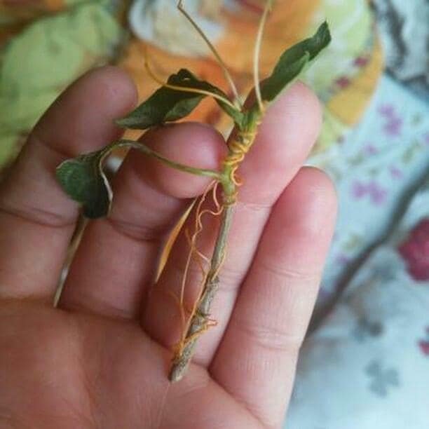 Tarla Küskütü Otu