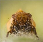 Çamuratan Nedir? Zararları Ve Mücadele Yöntemleri