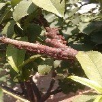 Zeytin Kara Koşnili Nedir? Zararları Ve Mücadele Yöntemleri