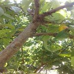 Erik Koşnili Nedir? Zararları Ve Mücadele Yöntemleri