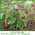 Fusaryum Solgunluğu Nedir?