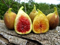 İncir Yetiştiriciliği Nasıl Yapılır?