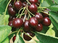 Kirazda Kullanılan Önemli Anaç Çeşitleri Nelerdir?