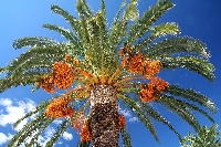 Hurma Ağacı Ve Hurma Meyvesi (Phoenix Dactylifera) Nedir?