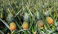 Ananas Yetiştiriciliği Ve Bakımı