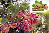 Antep Fıstığı Yetiştiriciliği Nasıl Yapılır?