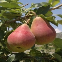 Armut Tarımı Nasıl Yapılır? Armut Tarımı Nasıl Yapılır?