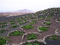 Bağlarda Gübreleme Nasıl Yapılır?