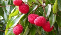 Liçi Ağacı Ve Liçi Meyvesi (Litchi Chinensis Sonn.) Nedir?