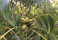 Pikan Cevizi Yetiştiriciliği Nasıl Yapılır? Pikan Cevizi Yetiştiriciliği Nasıl Yapılır?