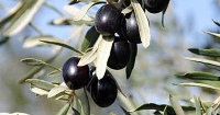 Profosyonel Zeytin Yetiştiriciliği Nasıl Yapılır?