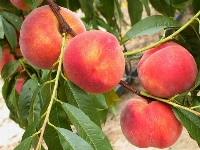 Şeftali Ağaçlarında Meyve Seyreltme Nasıl Yapılır?