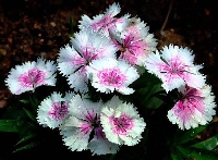 Serada Karanfil Yetiştiriciliği Nasıl Yapılır?