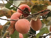 Trabzon Hurması Yetiştiriciliği Nasıl Yapılır?