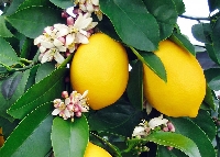 Turunçgil Bahçe Tesisi Nasıl Yapılır? Turunçgil Bahçe Tesisi Nasıl Yapılır?