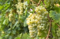 Üzüm Bağlarının Sulanması Ne Zaman Ve Nasıl Yapılmalıdır?