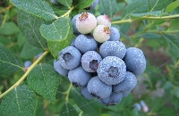 Yaban Mersini Yetiştiriciliği Nasıl Yapılır?