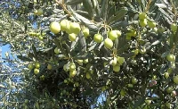 Zeytin Tarımı Nasıl Yapılır?
