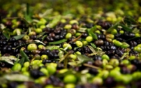 Zeytin Tarımı Nasıl Yapılır?