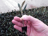 Zeytin Çeliği Köklendirme Aşamaları Nelerdir?