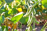 Soya Yetiştiriciliği Nasıl Yapılır? Soya Yetiştiriciliği Nasıl Yapılır?