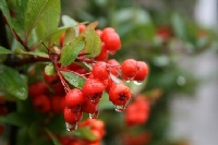 Kızılcık Yetiştiriciliği Nasıl Yapılır?