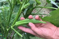 Bamya Yetiştiriciliği Nasıl Yapılır? Bamya Yetiştiriciliği Nasıl Yapılır?