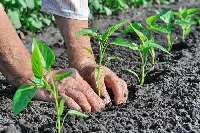 Örtüaltı Biber Yetiştiriciliği Nasıl Yapılır?