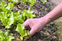 Marul Yetiştiriciliği Nasıl Yapılır? Marul Yetiştiriciliği Nasıl Yapılır?