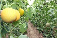 Örtüaltı Kavun Yetiştiriciliği Nasıl Yapılır? Örtüaltı Kavun Yetiştiriciliği Nasıl Yapılır?