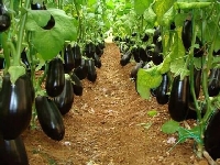 Patlıcan Tarımı Nasıl Yapılır?