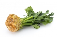 Kereviz Yetiştiriciliği Nasıl Yapılır?