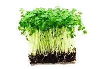 Tere Yetiştiriciliği Nasıl Yapılır?