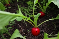 Turp Yetiştiriciliği (Radish Cultivation)