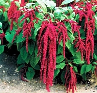 Amarant Yetiştiriciliği Ve Bakımı Nasıl Yapılır?