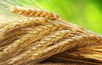 Buğday Yetiştirme Teknikleri Nelerdir?