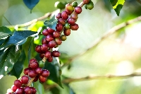 Kahve Tarımı Nasıl Yapılır?