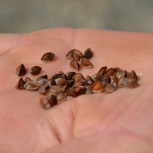 Karabuğday Tarımı Nasıl Yapılır?