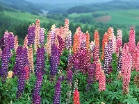 Lupin Tarımı Nasıl Yapılır?