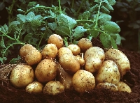 Patates Yetiştirme Teknikleri Nelerdir? Patates Yetiştirme Teknikleri Nelerdir?