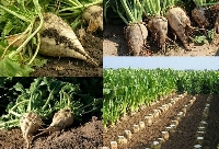 Şeker Pancarı Tarımı Nasıl Yapılır?